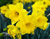 Daffodils